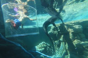 Dive with Crocs