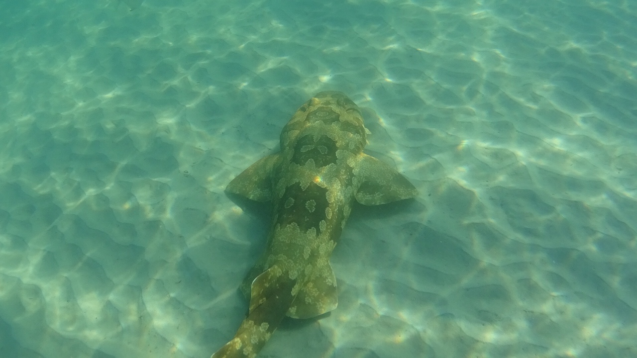 Yabby Shark on Moreton Island