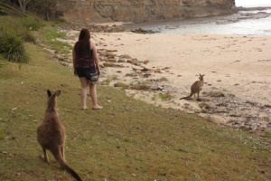 Kangaroos on Pebbly Beach