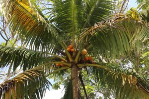 Orange Coconuts