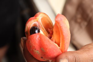 Jamaica Fruit