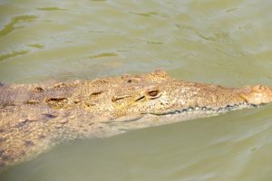 Jamaican Freshwater Crocodile 