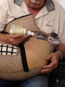 Baby Kangaroo in an orphanage