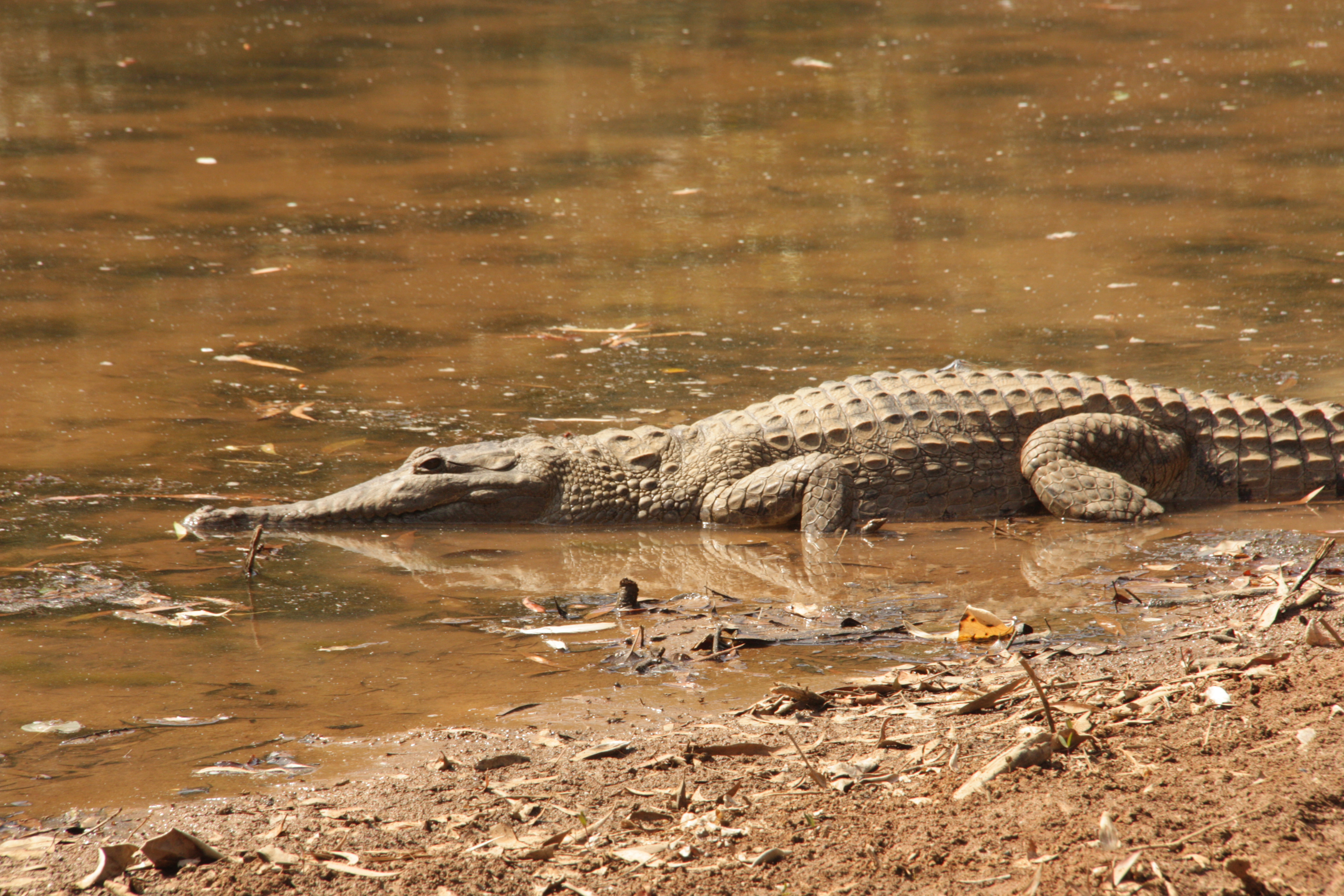 Freshwater Croc In Windjana Gorge