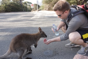 Feed the Kangaroos