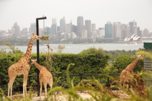 Giraffes at the Sydney Zoo