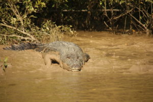Croc in the Adelaide River